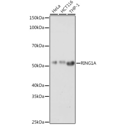 RING1A Rabbit pAb