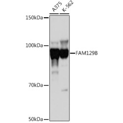 FAM129B Rabbit pAb