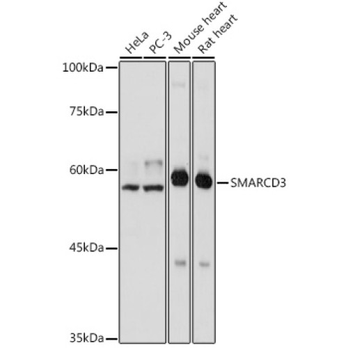 SMARCD3 Rabbit pAb