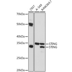 STING/TMEM173 Rabbit pAb