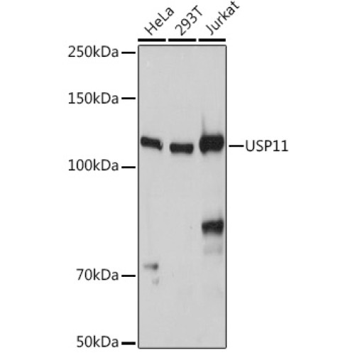 USP11 Rabbit pAb