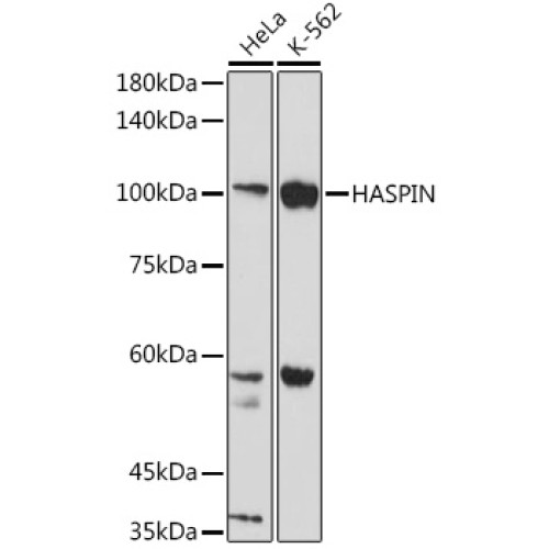 HASPIN Rabbit pAb