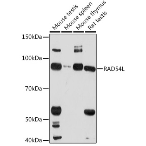 RAD54L Rabbit pAb
