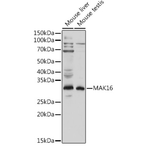 MAK16 Rabbit pAb