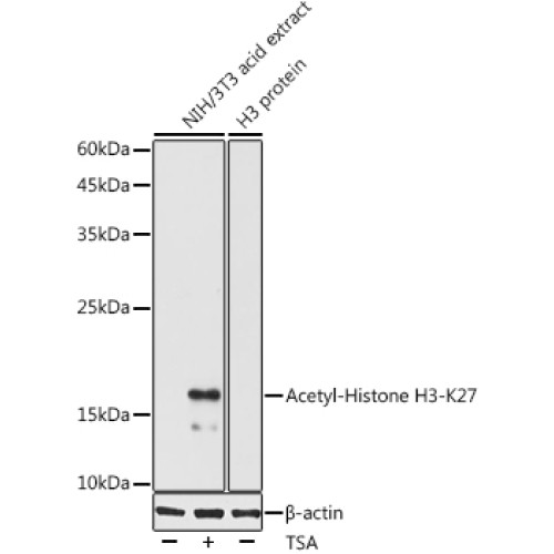 Acetyl-Histone H3-K27 Rabbit pAb