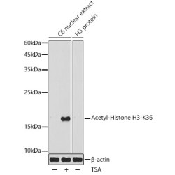 Acetyl-Histone H3-K36 Rabbit pAb