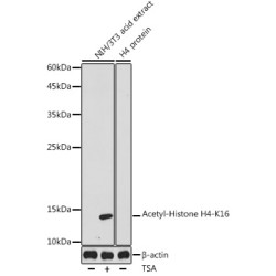 Acetyl-Histone H4-K16 Rabbit pAb