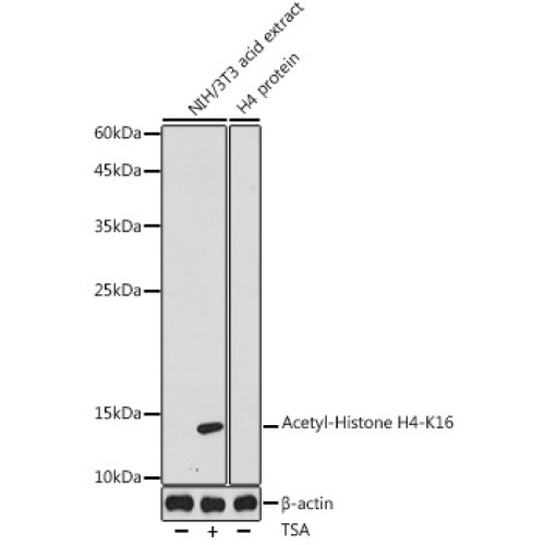 Acetyl-Histone H4-K16 Rabbit pAb