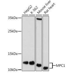 MPC1 Rabbit pAb