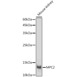 MPC2 Rabbit pAb