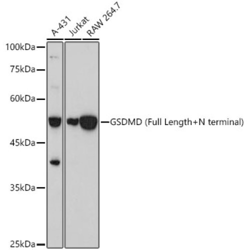 GSDMD (Full length+N terminal) Rabbit pAb
