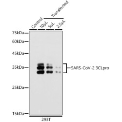 SARS-CoV-2 3CLpro Rabbit pAb