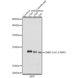SARS-CoV-2 NSP1 Rabbit pAb