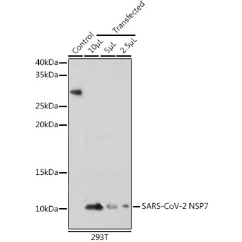 SARS-CoV-2 NSP7 Rabbit pAb