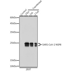 SARS-CoV-2 NSP8 Rabbit pAb