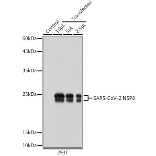 SARS-CoV-2 NSP8 Rabbit pAb