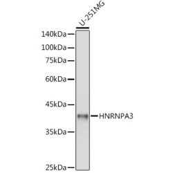HNRNPA3 Rabbit pAb