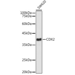 [KD Validated] CDX2 Rabbit mAb