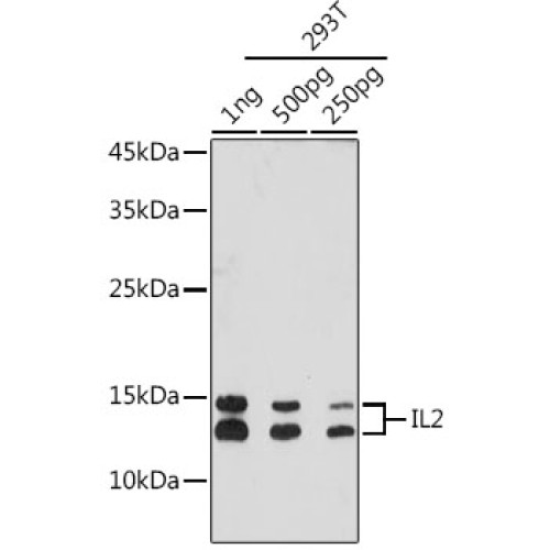 IL2 Rabbit mAb