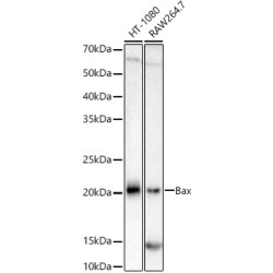 [KO Validated] Bax Rabbit mAb