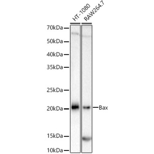 [KO Validated] Bax Rabbit mAb