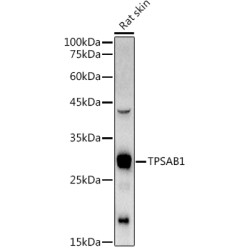 TPSAB1 Rabbit pAb