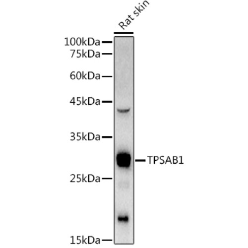 TPSAB1 Rabbit pAb