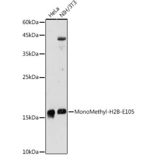 MonoMethyl-H2B-E105 Rabbit pAb