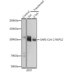 SARS-CoV-2 NSP12 Rabbit pAb