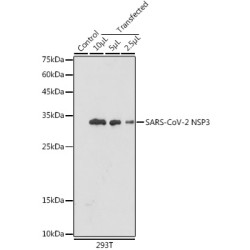 SARS-CoV-2 NSP3 Rabbit pAb
