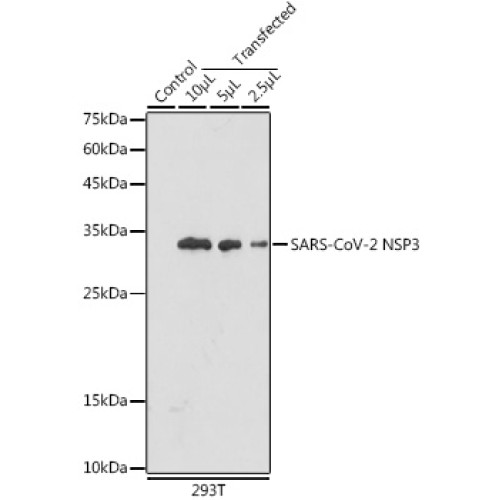 SARS-CoV-2 NSP3 Rabbit pAb