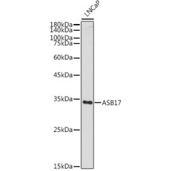 ASB17 Rabbit pAb