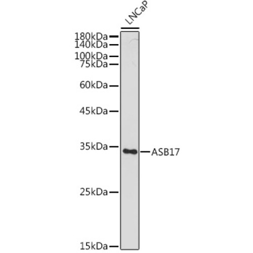 ASB17 Rabbit pAb