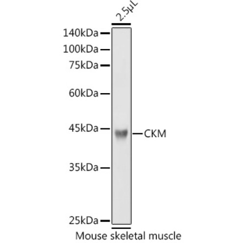 CKM Rabbit pAb