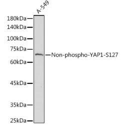 Non-phospho-YAP1-S127 Rabbit pAb