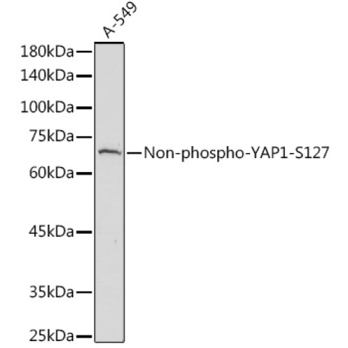 Non-phospho-YAP1-S127 Rabbit pAb