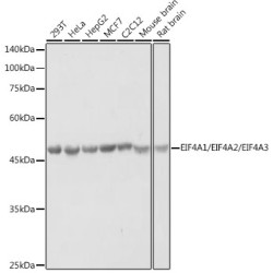 eIF4A Rabbit pAb