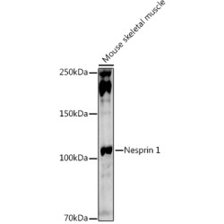 Nesprin 1 Rabbit pAb
