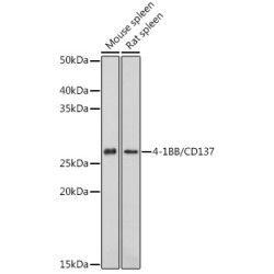 4-1BB/CD137 Rabbit pAb