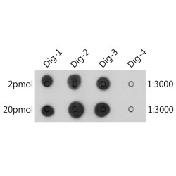 Anti-Digoxigenin/Digoxin Rabbit mAb