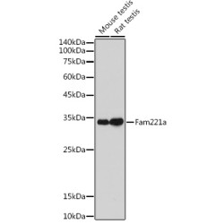Fam221a Rabbit pAb