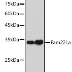 Fam221a Rabbit pAb