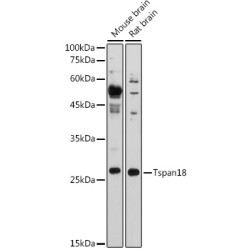 Tspan18 Rabbit pAb