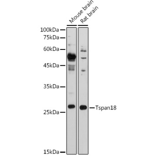 Tspan18 Rabbit pAb