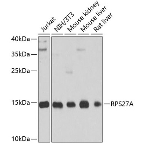RPS27A Rabbit pAb