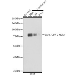 SARS-CoV-2 NSP2 Rabbit pAb