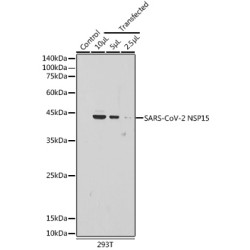 SARS-CoV-2 NSP15 Rabbit pAb