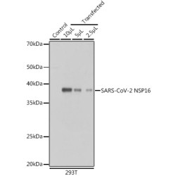 SARS-CoV-2 NSP16 Rabbit pAb
