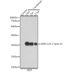 SARS-CoV-2 Spike S2 Rabbit pAb