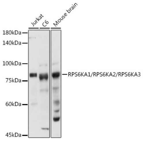 RPS6KA1/RPS6KA2/RPS6KA3 Rabbit pAb